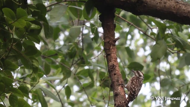 Sunda Pygmy Woodpecker - ML201085871