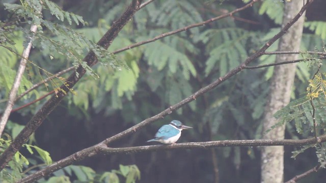 Collared Kingfisher (Collared) - ML201085951