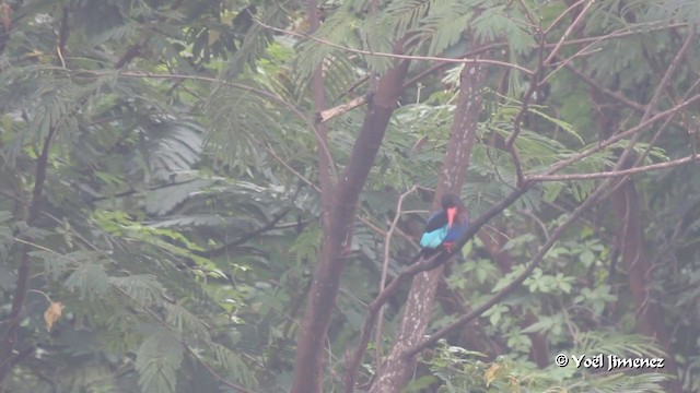Javan Kingfisher - ML201086141