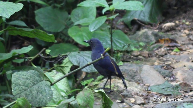 Яванская синяя птица - ML201086251