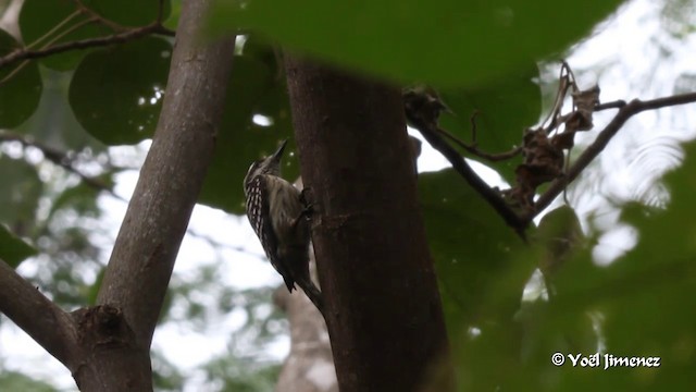Sunda Pygmy Woodpecker - ML201086321