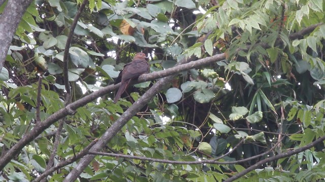 Ruddy Cuckoo-Dove - ML201086361