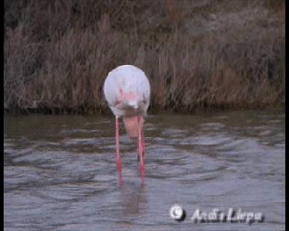 Greater Flamingo - ML201086401