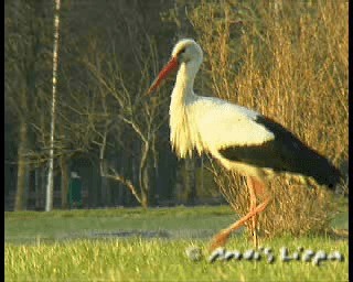 White Stork - ML201086421