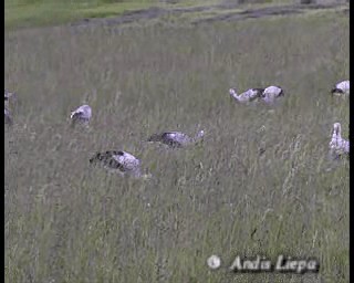 White Stork - ML201086431