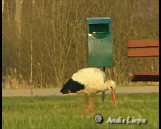 White Stork - ML201086441