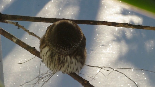 Eurasian Pygmy-Owl - ML201086501