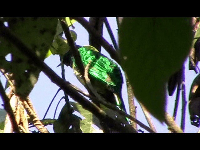 African Emerald Cuckoo - ML201086521