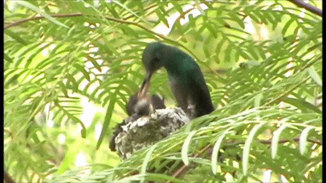 Rufous-tailed Hummingbird (Rufous-tailed) - ML201086701