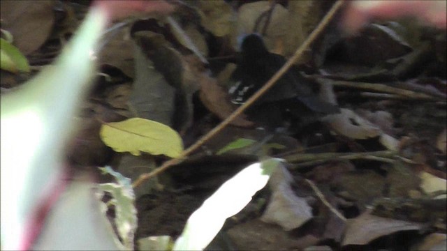 Çıplak Alınlı Karıncakuşu - ML201086731