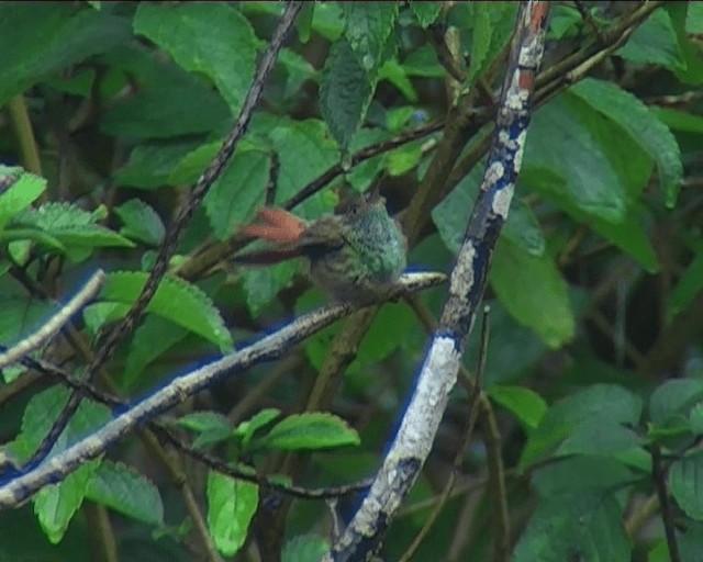Rufous-tailed Hummingbird (Rufous-tailed) - ML201087051