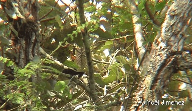 Heart-spotted Woodpecker - ML201087941
