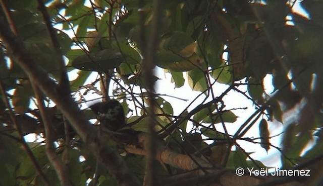 Heart-spotted Woodpecker - ML201088031
