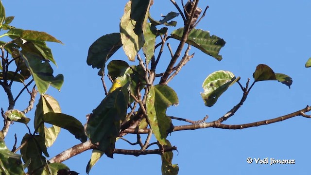 Ashy-bellied White-eye - ML201088471