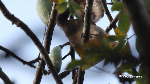 Helmeted Friarbird (Helmeted) - ML201088581