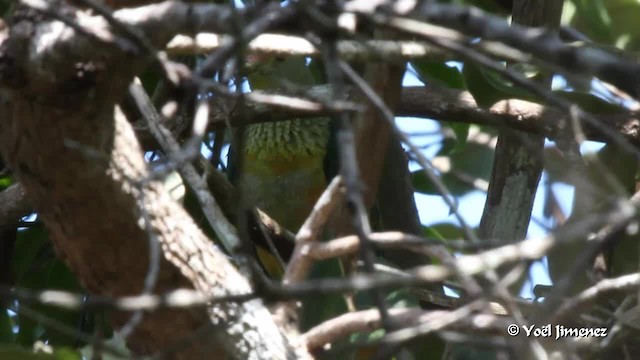 Rose-crowned Fruit-Dove - ML201088671
