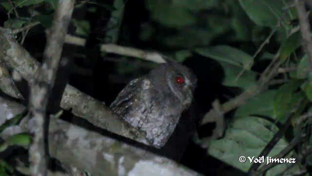 Moluccan Scops-Owl (Moluccan) - ML201088791