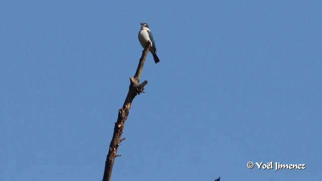 Collared Kingfisher (Collared) - ML201088831
