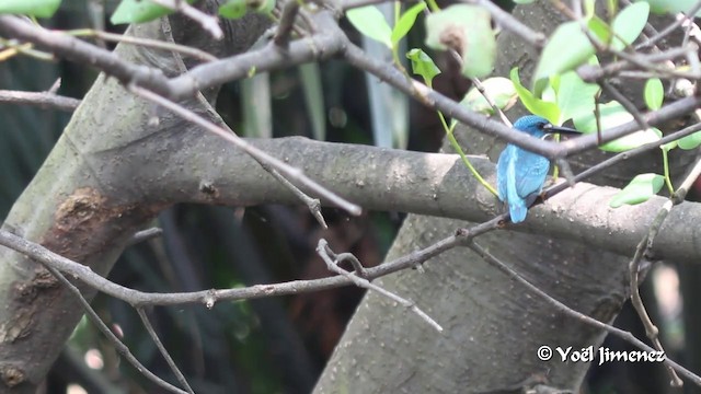 Small Blue Kingfisher - ML201088881