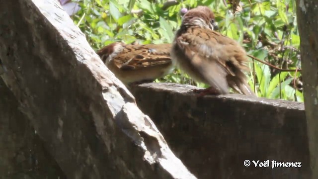 Eurasian Tree Sparrow - ML201088891