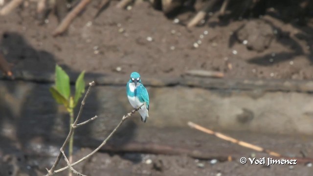 Small Blue Kingfisher - ML201088951