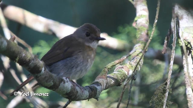 Fulvous-chested Jungle Flycatcher - ML201089001