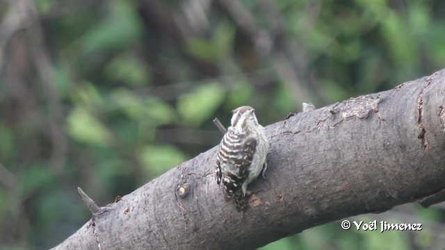 Sunda Pygmy Woodpecker - ML201089021