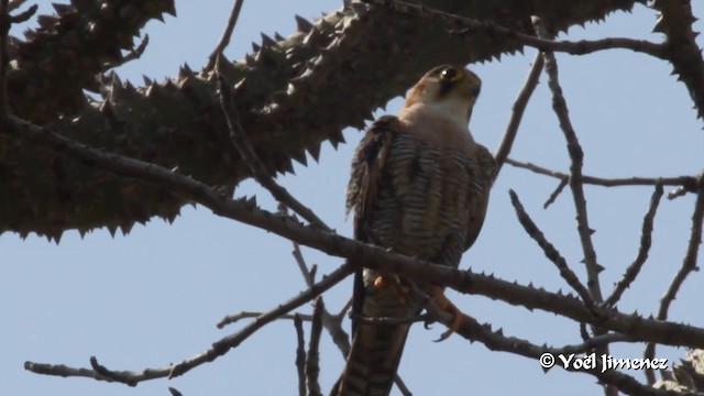 Red-necked Falcon (African) - ML201089091