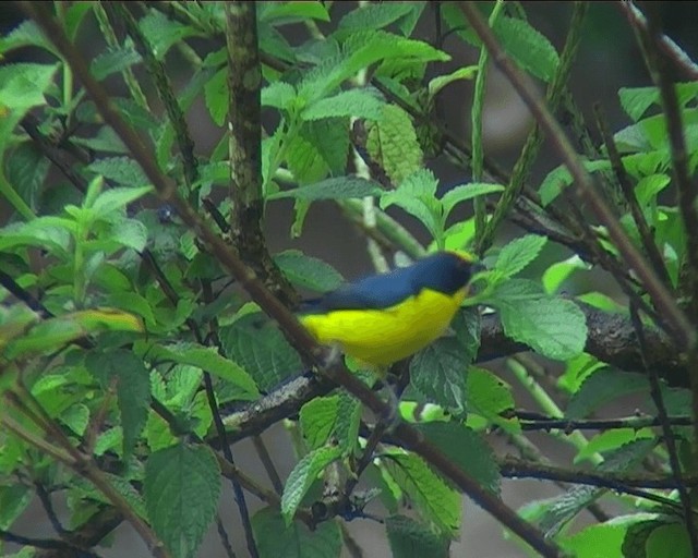 Thick-billed Euphonia (Black-tailed) - ML201089201