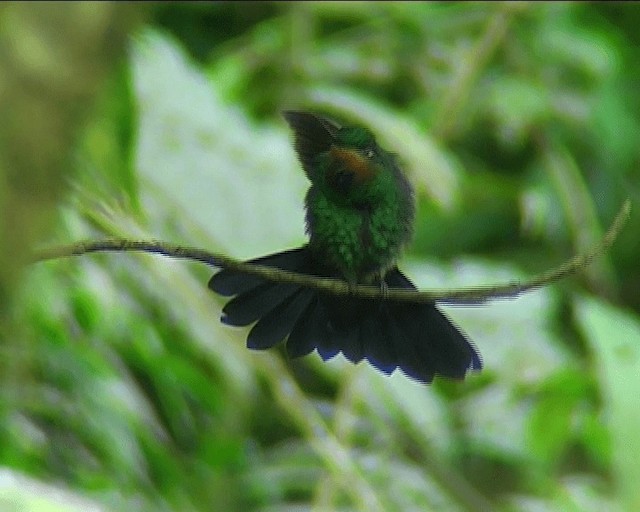 Green-crowned Brilliant - ML201089241