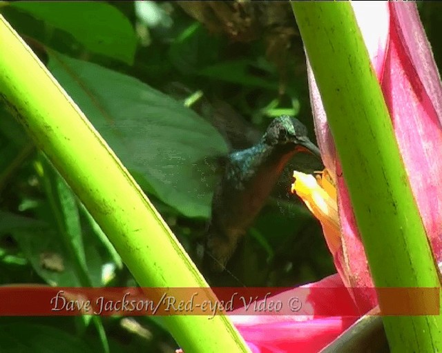 kolibřík šedobřichý - ML201089291