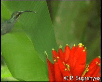 Зелёный колибри-отшельник - ML201089781