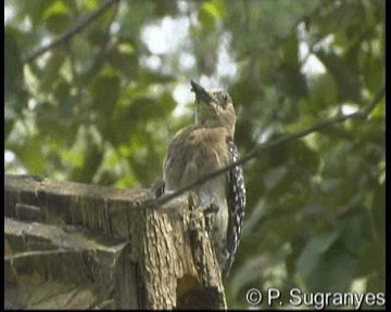 Red-crowned Woodpecker - ML201089801