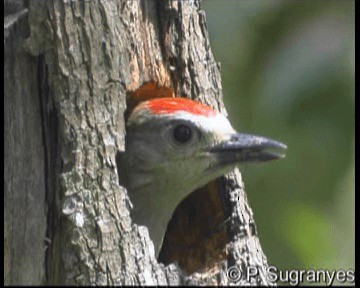 Red-crowned Woodpecker - ML201089811