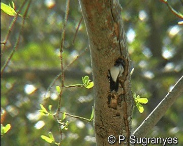 Red-crowned Woodpecker - ML201090011