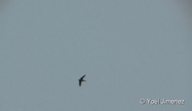 Brown-backed Needletail - ML201090741