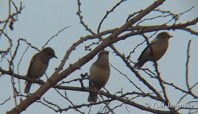White-shouldered Starling - ML201091061