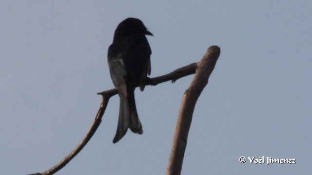 Fork-tailed Drongo (Glossy-backed) - ML201091171