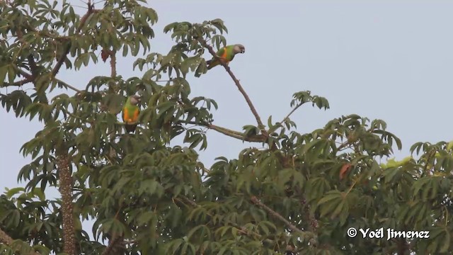 Senegal Parrot - ML201091261