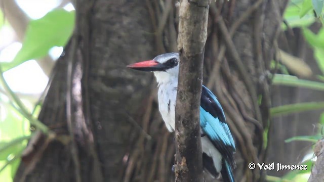 Woodland Kingfisher - ML201091301