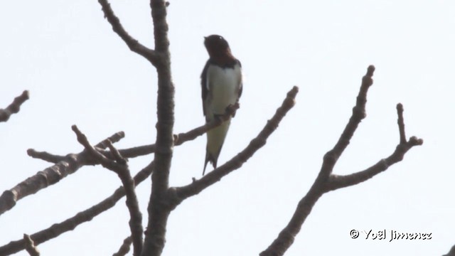 Red-chested Swallow - ML201091571