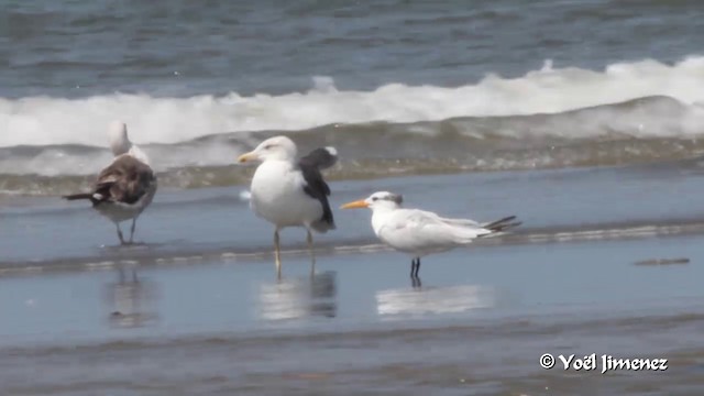 West African Crested Tern - ML201091641