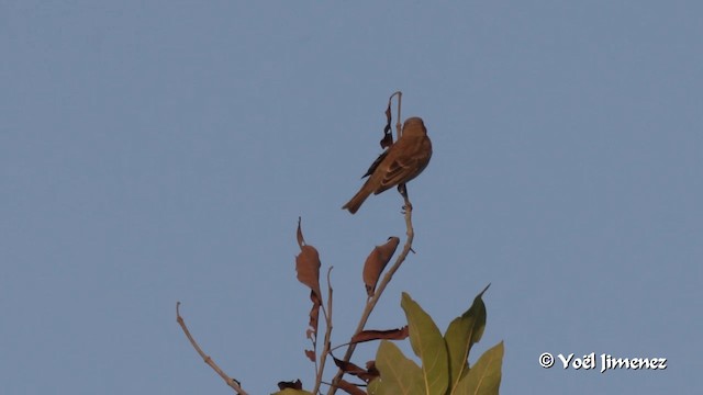 Sahel Bush Sparrow - ML201091671