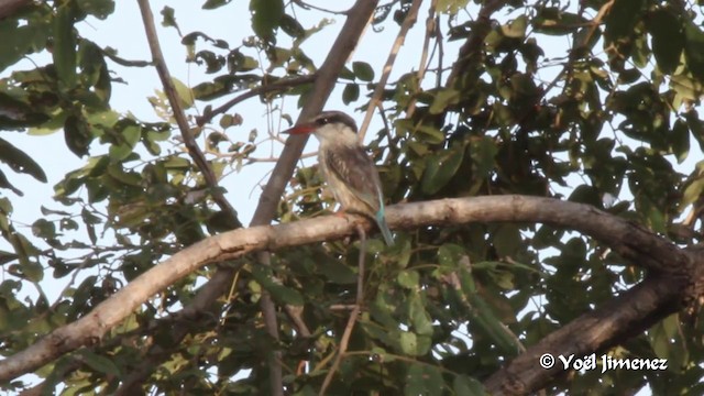 Striped Kingfisher - ML201091731