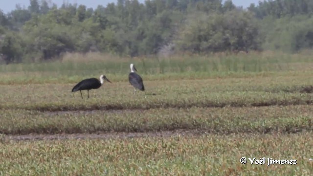 African Woolly-necked Stork - ML201091761