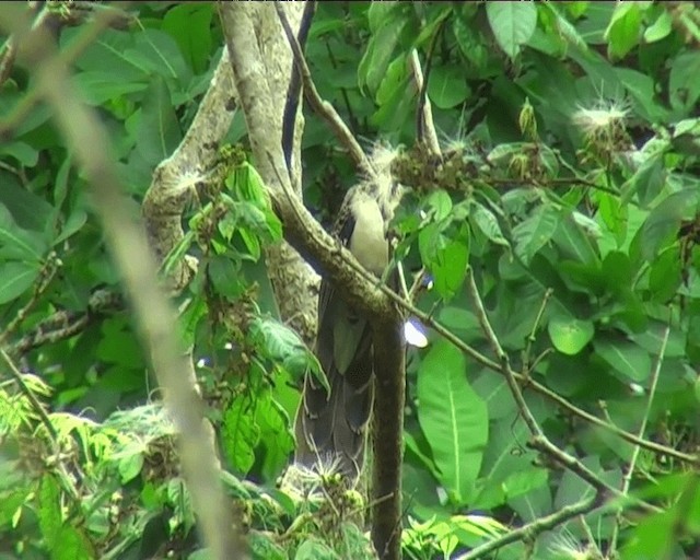 Pheasant Cuckoo - ML201091881