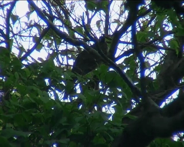 Pheasant Cuckoo - ML201091891