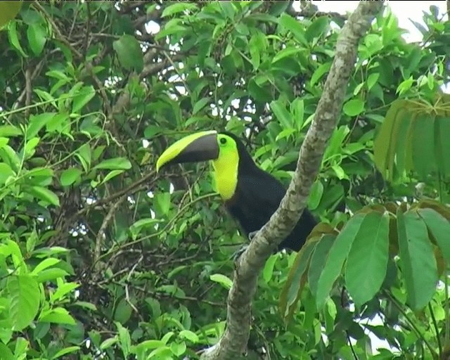 Yellow-throated Toucan (Chestnut-mandibled) - ML201091991