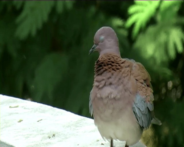 Laughing Dove - ML201092211