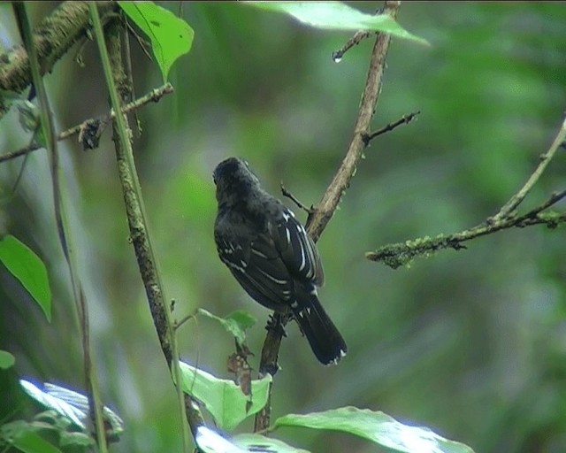 Black-crowned Antshrike - ML201092221